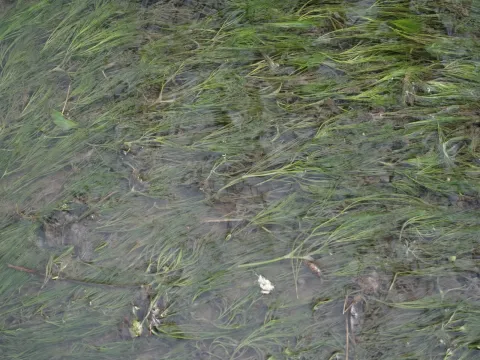 Stream water-crowfoot