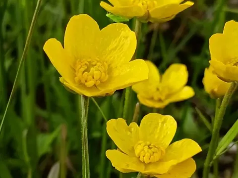 Ranunculus pedatus