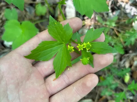 Hooked buttercup