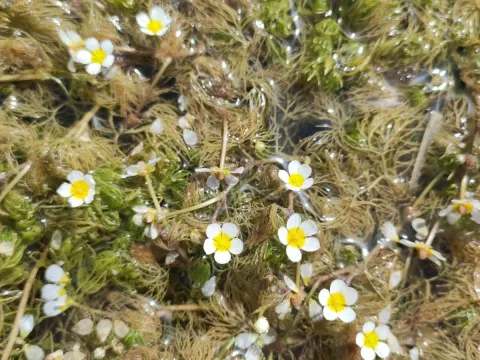 Rion's buttercup