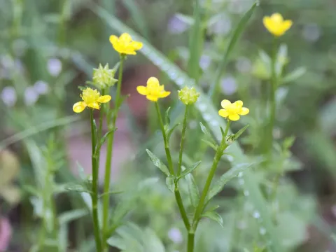 Hairy buttercup