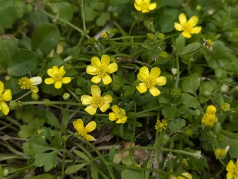 Ranunculus ternatus
