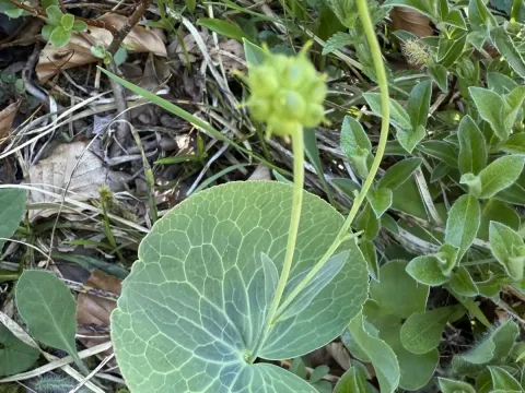 Thore's buttercup