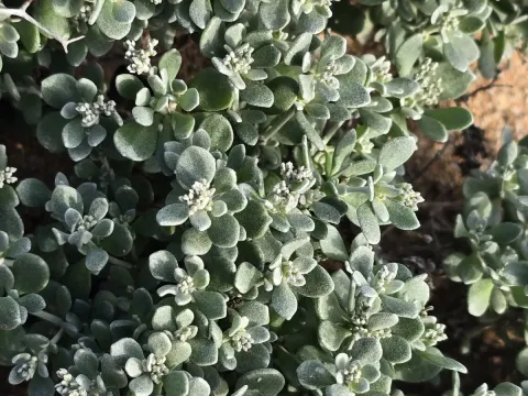 Robbairea
