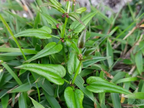 Rubia argyi