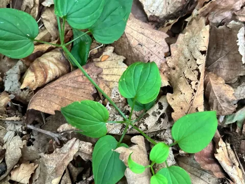 Rubia cordifolia