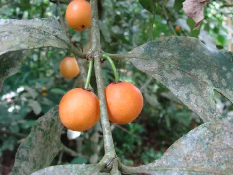 Garcinia intermedia