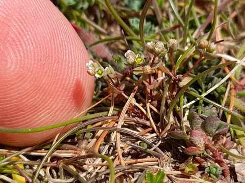 Radiola linoides