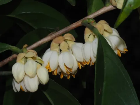 Rehderodendron