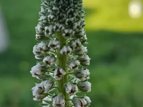 White mignonette