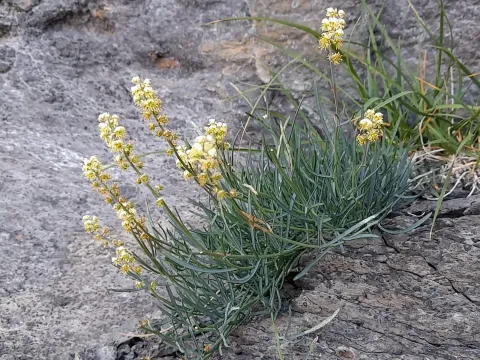 Резеда сиза