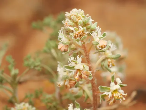 Reseda phyteuma