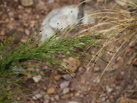 Restio subverticillatus
