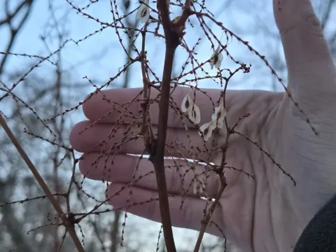 Рейнутрия