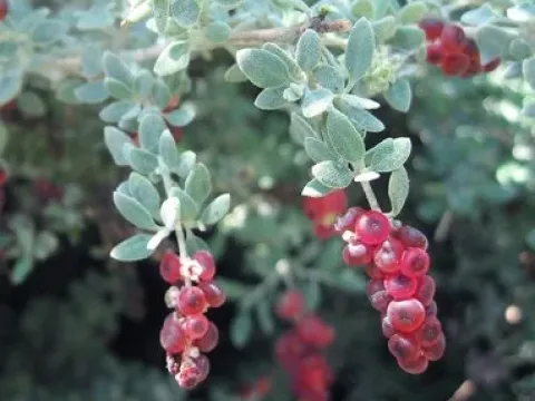 Rhagodia
