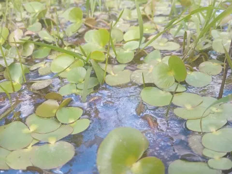 Регнеллідіум