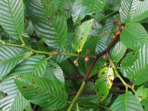 Rhamnus fallax