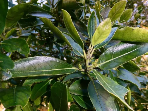 Italian buckthorn