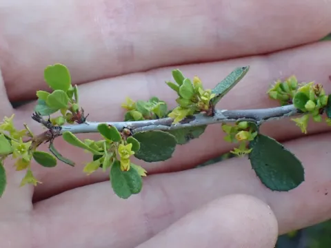 Hollyleaf buckthorn