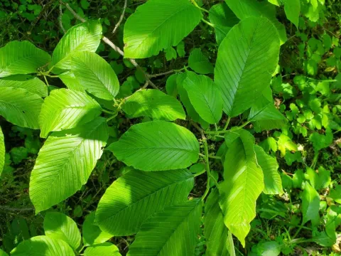 Imeretian buckthorn