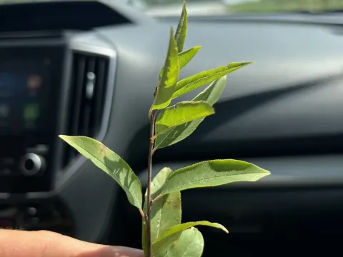 Lanceleaf buckthorn