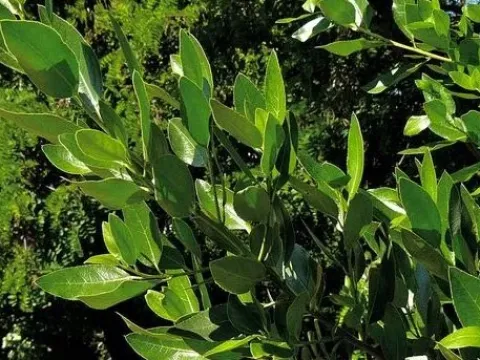 Rhamnus leptophylla