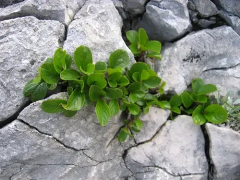 Dwarf buckthorn