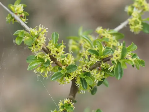 Rock buckthorn