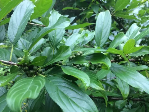 Rhamnus utilis