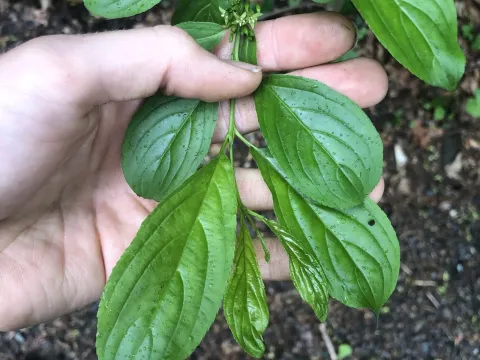 Rhamnus virgata