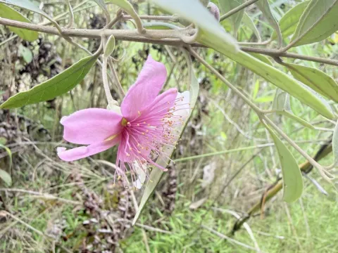 Rhodomyrtus
