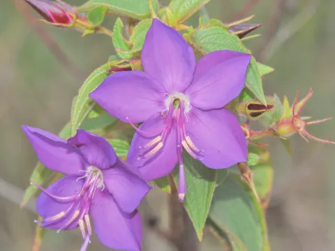 Rhynchanthera