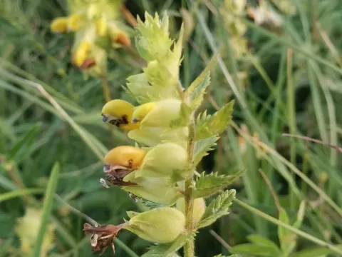 Rhinanthus rumelicus