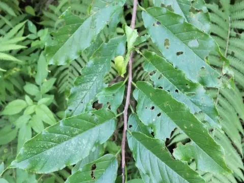 Rhamnella