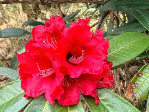 Tree rhododendron