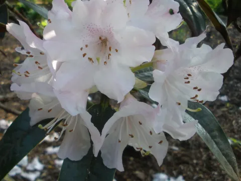 Rhododendron adenogynum