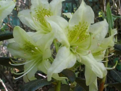 Рододендрон сомнительный