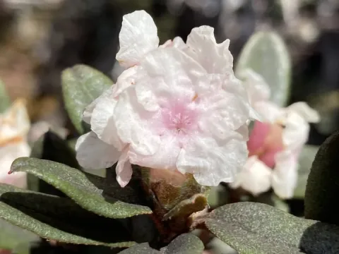 Rhododendron anthopogon