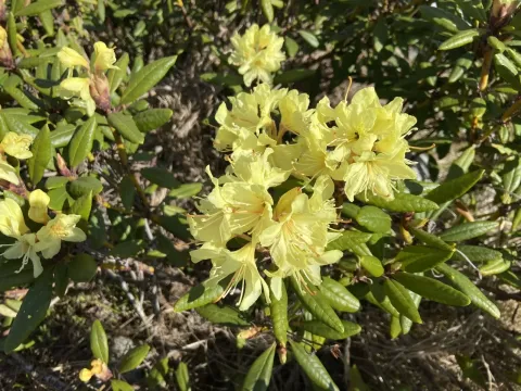 Golden rhododendron