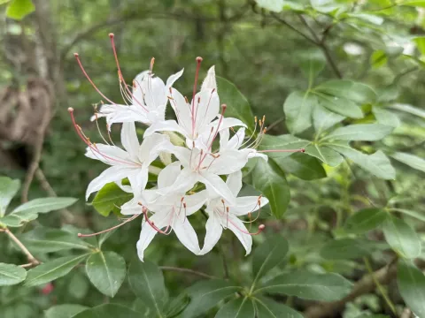 Sweet azalea
