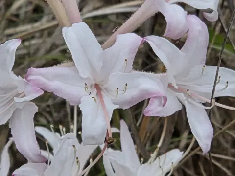 Atlantic rhododendron