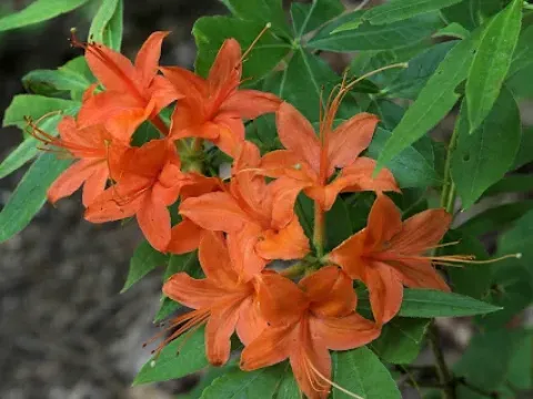 Baker's azalea