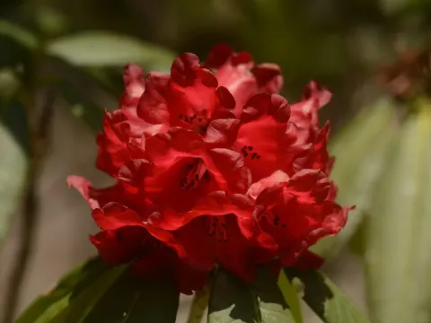 Barbatum rhododendron