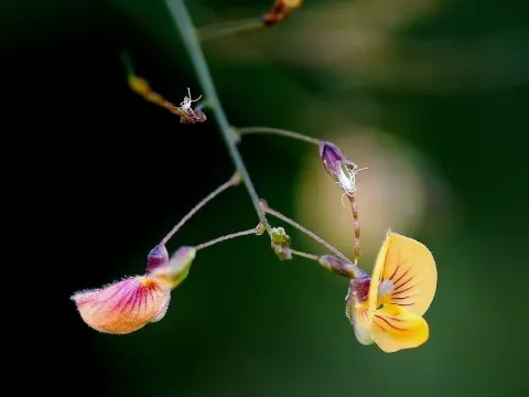 Aeschynomene