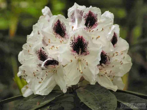 Balfour rhododendron