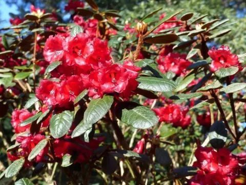 Bean's rhododendron
