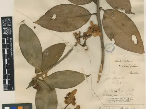 Booth's Rhododendron