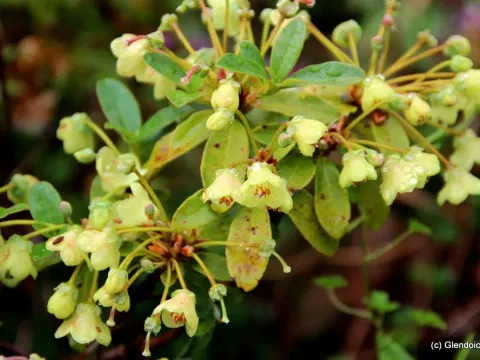 Rhododendron brachyanthum