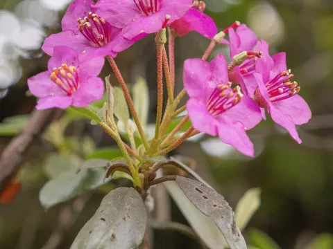 Bailey's rhododendron