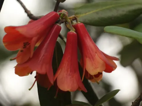 Cinnabar Rhododendron